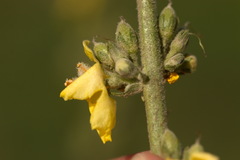 Verbascum songaricum