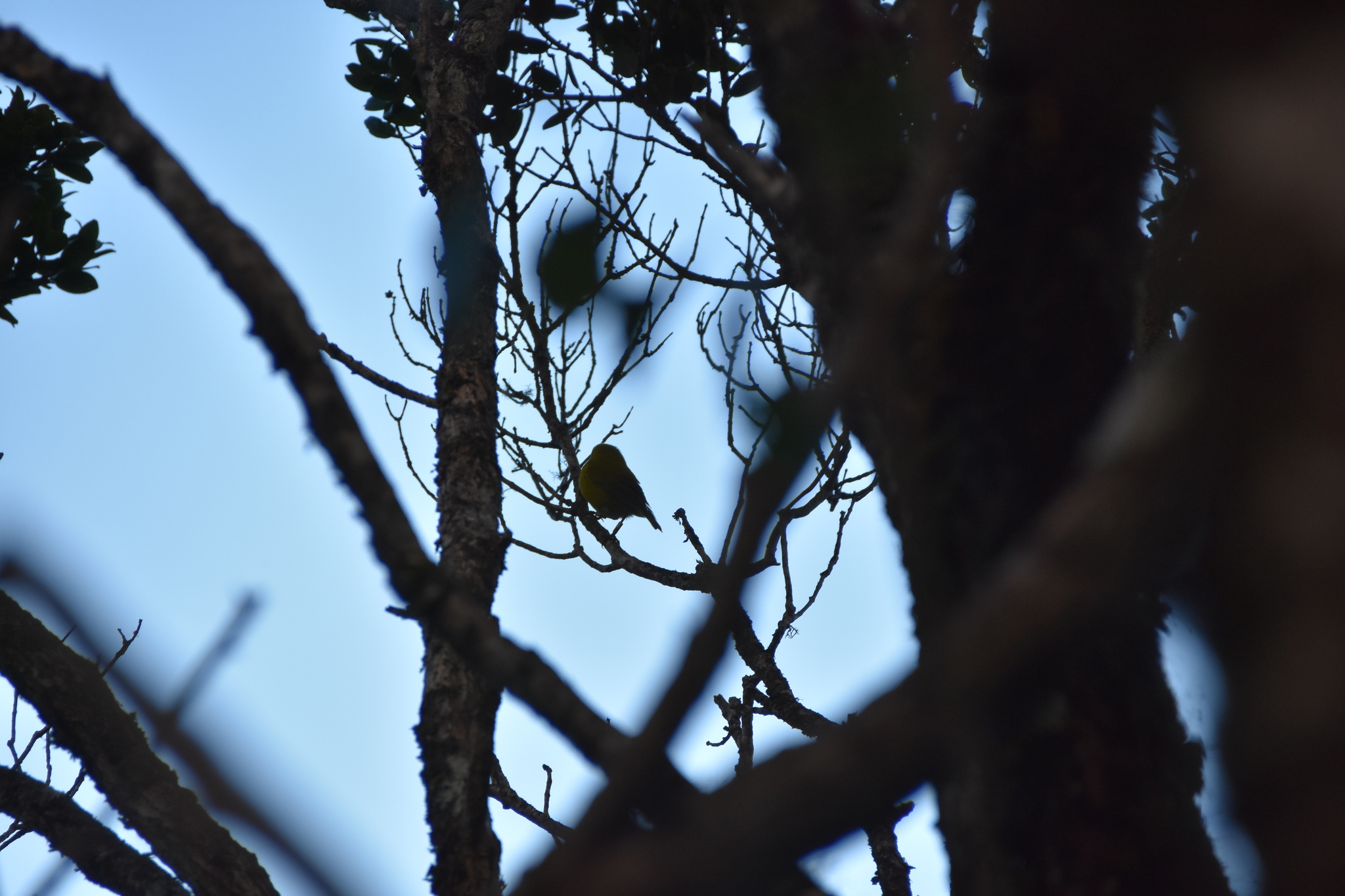 Anianiau (Magumma parva), photo 10