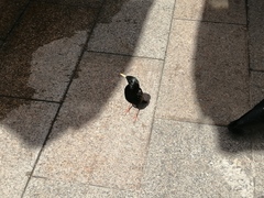 Sturnus vulgaris