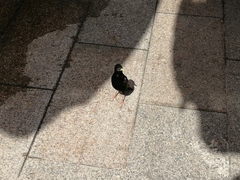 Sturnus vulgaris