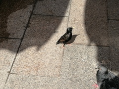 Sturnus vulgaris