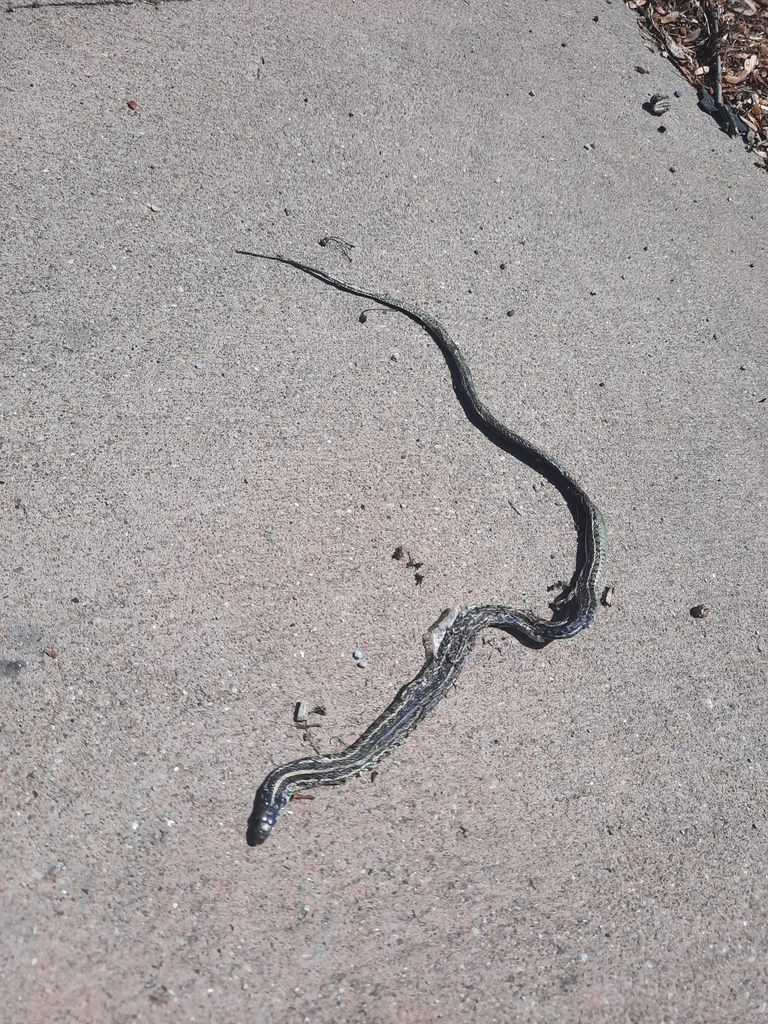 Plains Garter Snake from Vine & 25th Street (southwest side), Lincoln