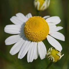 Matricaria