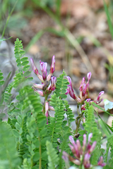 Astragalus monspessulanus monspessulanus