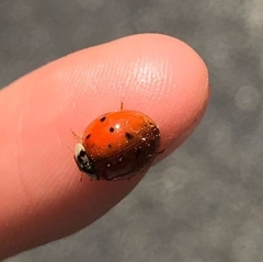 Harmonia axyridis