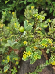 Wikstroemia uva-ursi