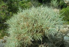 Genista corsica