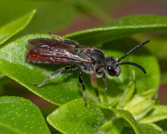 Sphecodes ranunculi