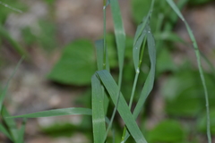 Melica smithii