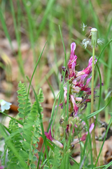 Astragalus monspessulanus monspessulanus