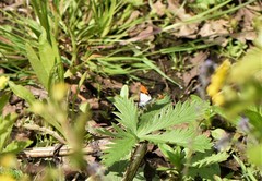 Anthocharis julia flora