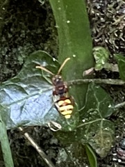 Nomada fucata