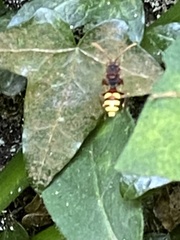 Nomada fucata