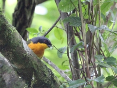 Telophorus nigrifrons