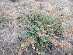 Sphaeralcea munroana
