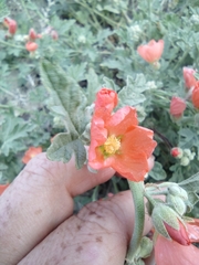 Sphaeralcea munroana