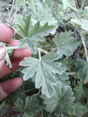 Sphaeralcea munroana