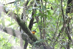 Telophorus nigrifrons