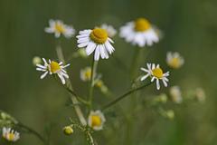 Matricaria
