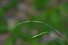 Melica smithii