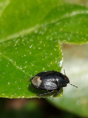 Microporus