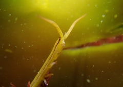 Pentidotea kirchanskii