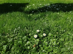 Bellis perennis