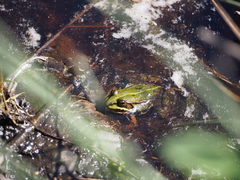 Pelophylax