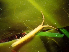Pentidotea kirchanskii