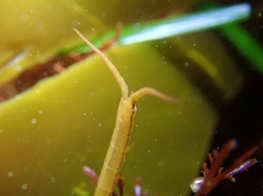 Pentidotea kirchanskii