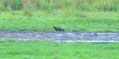Herpestes