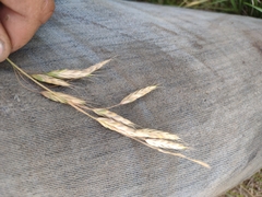 Bromus secalinus