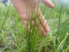 Juncus filiformis