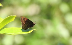 Nisoniades macarius