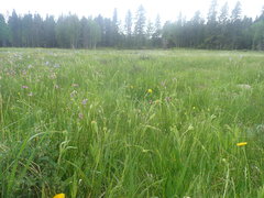 Juncus filiformis