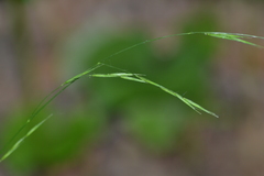 Melica smithii