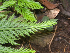Selaginella flabellata