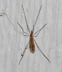 Teucholabis complexa