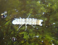 Joeropsididae