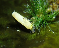 Caecum californicum