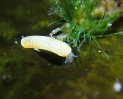 Caecum californicum