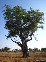 Colophospermum mopane