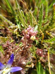 Castilleja ambigua