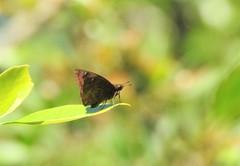 Nisoniades macarius