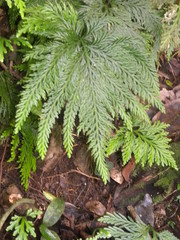 Selaginella flabellata
