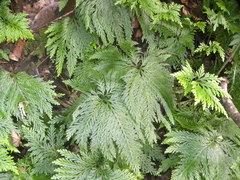 Selaginella flabellata