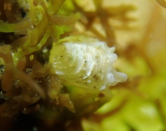 Irusella lamellifera