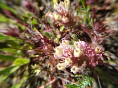 Castilleja ambigua