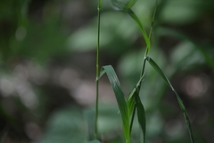 Melica smithii