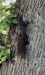 Sciurus vulgaris